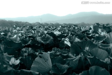 荷塘