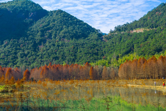 水杉树林 湖泊 山水风光