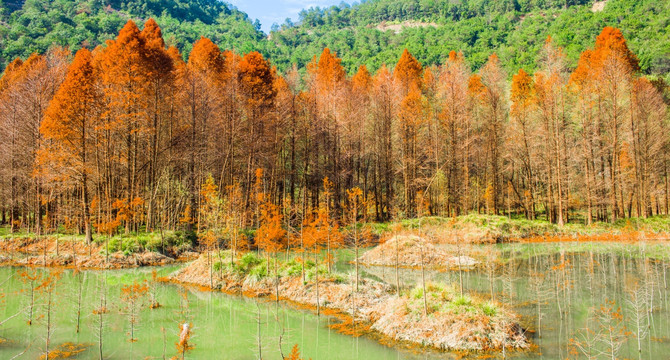 水杉树林 山水风光