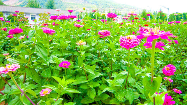 鲜花  红花