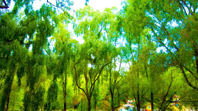 树林 绿树