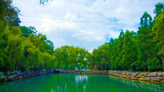 绿色池塘 树林