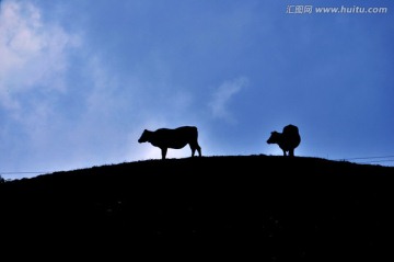 高山牛羊