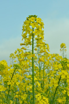 油菜花