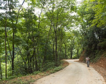 公路 安福陈山林场 植被