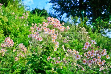 野棉花 打破碗花花