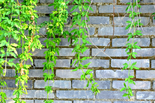 植物墙 砖墙 墙壁 垂藤