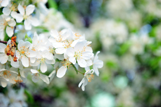 白色花 果树花