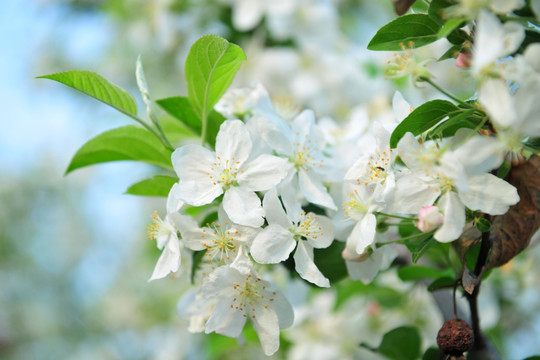 果树花 白色花