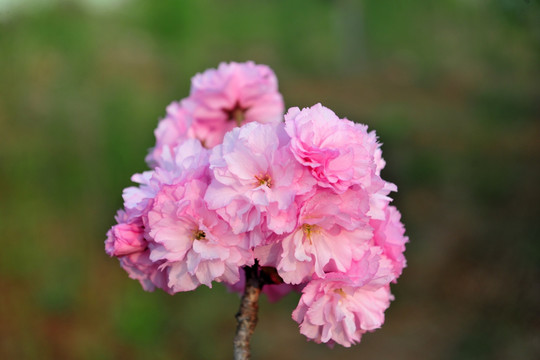 樱花  一枝樱花