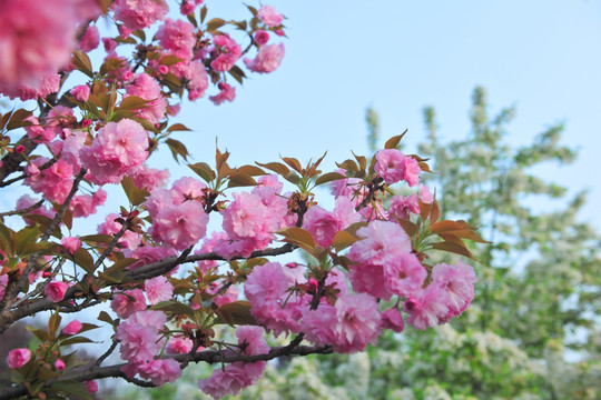 樱花 樱花园