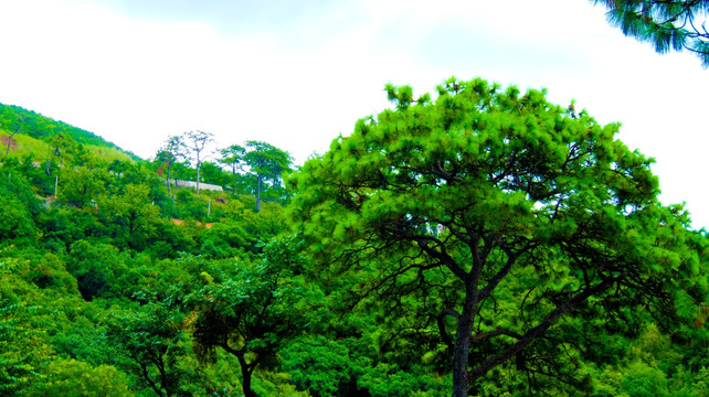 树林 松树