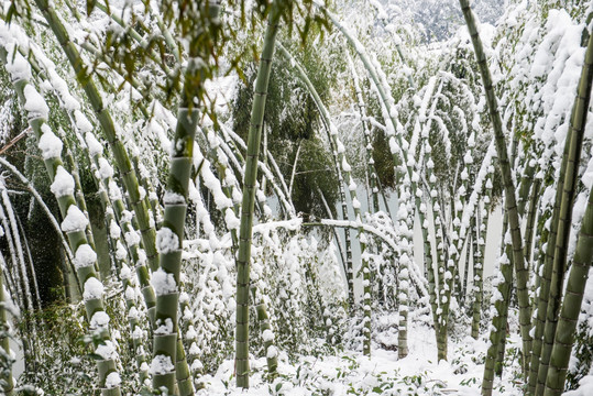 雪后竹林