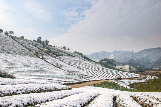 茶园雪景