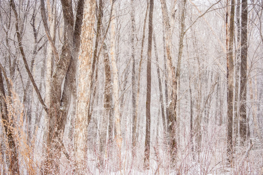 美丽雪中树林