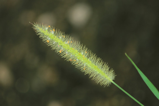 狗尾草