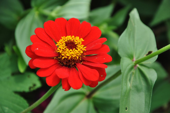 太阳花 鲜花