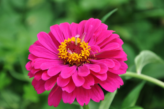 太阳花 鲜花