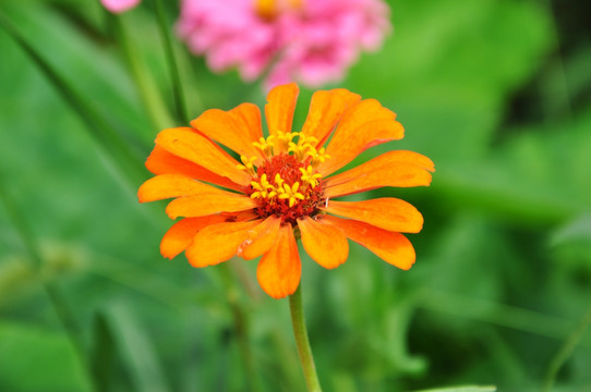 鲜花 太阳花