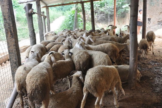 山羊群 绵羊