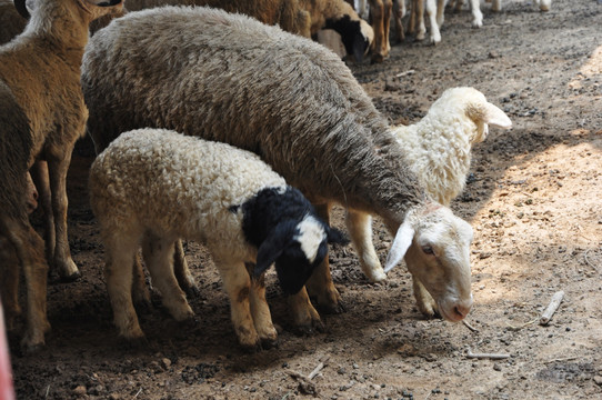 山羊群 绵羊