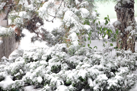 雪景 下雪 冬季