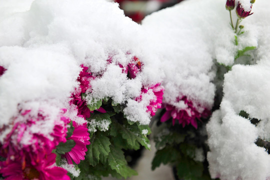 雪地中的菊花  菊花 冬天