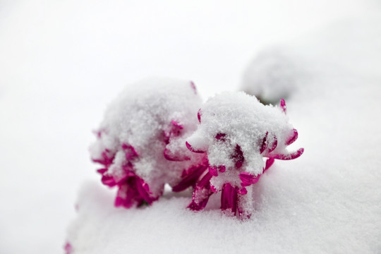 雪地里的花朵 冰雪中的花朵