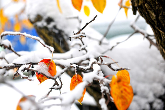 雪地树叶 雪景 下雪