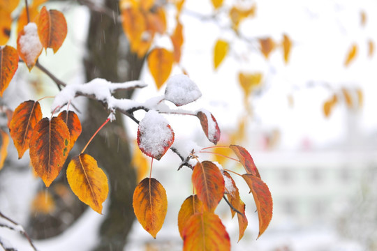 树叶 冬季 雪 红叶