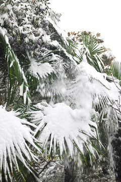 雪地 树挂 银装素裹