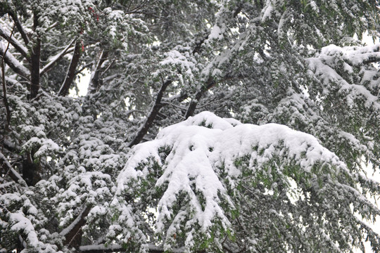 松树 大雪 积雪 雪景