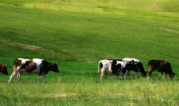 夏季草原上的牛群