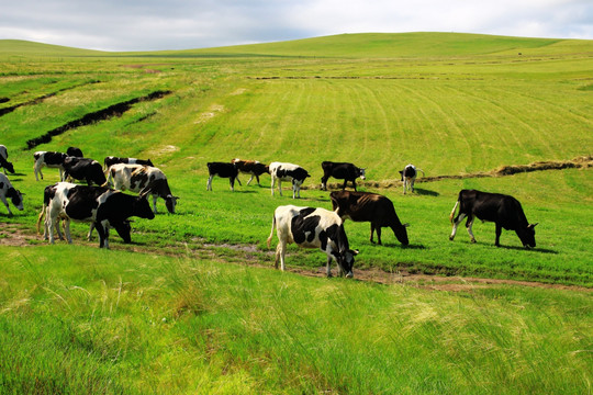 夏季草原一群牛