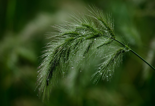 狗尾巴草