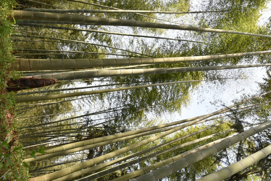 竹林