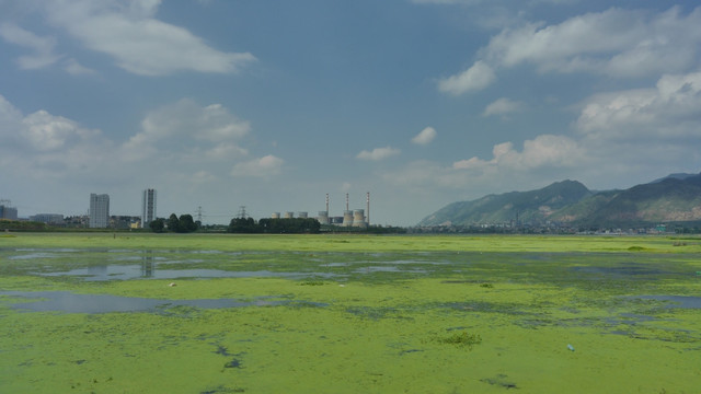 沼泽浮萍