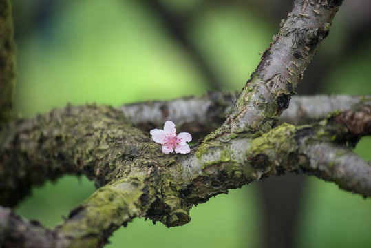 桃花