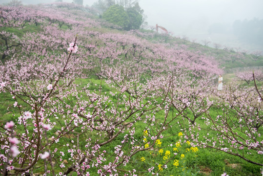 桃花