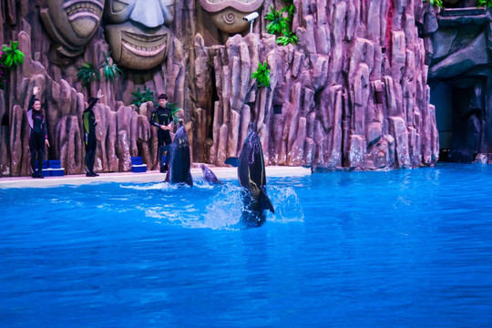 海洋王国海豚表演