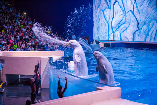 海洋王国白鲸表演