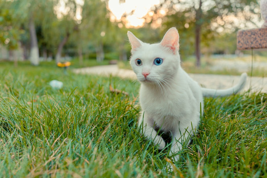 猫咪犀利的眼神