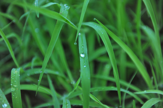 小草 青草