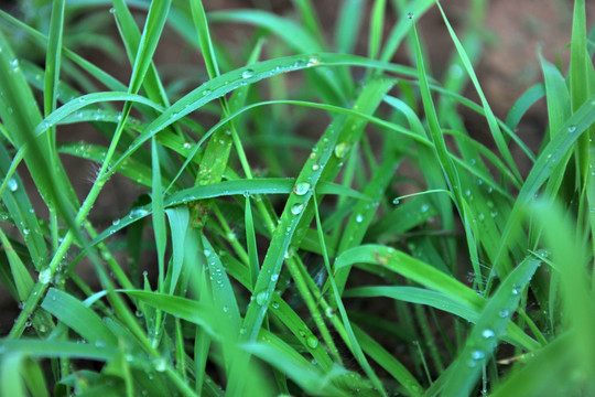 青草 小草 水珠