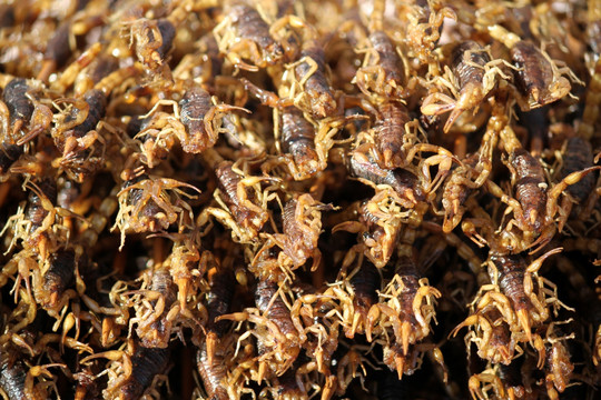 泰国虫宴 炸虫子 油炸昆虫