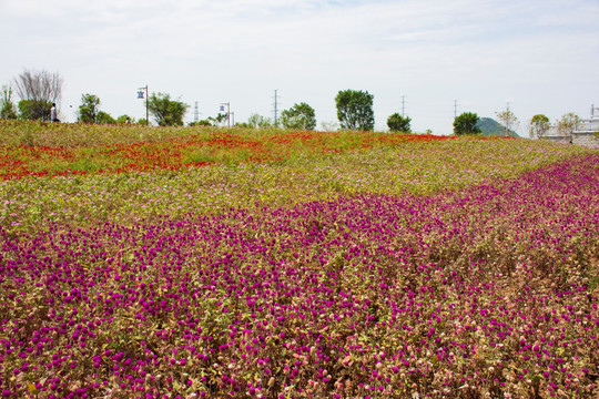 花田