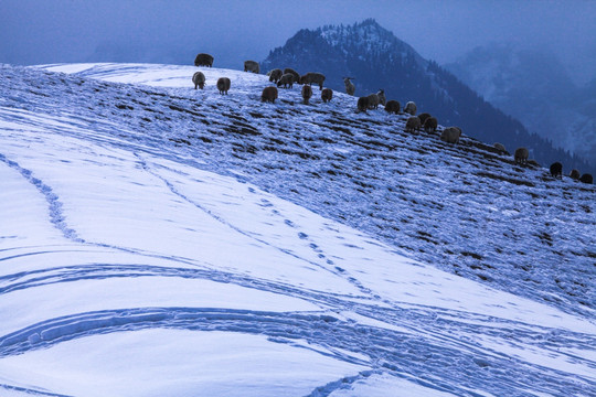 天山山脉积雪