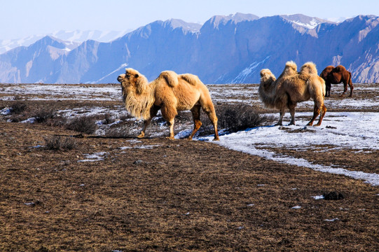 天山山脉冬季骆驼
