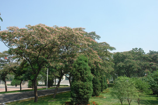 芙蓉树图片