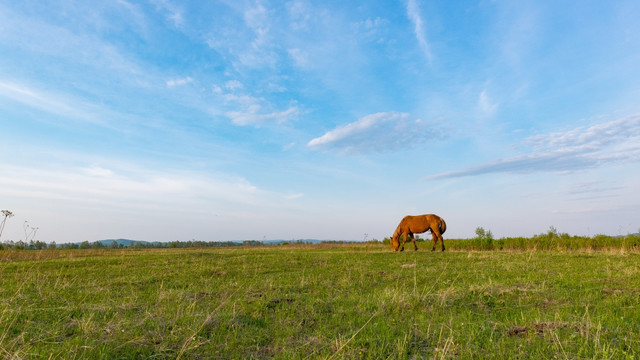 初春草地上的马
